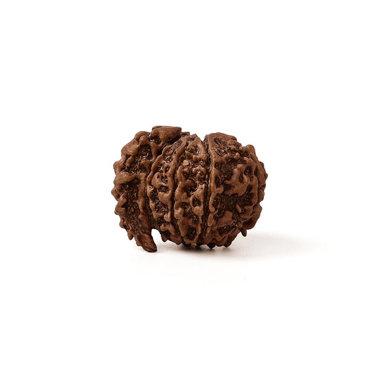 1 Mukhi Savar Rudraksha – Original Nepali Bead