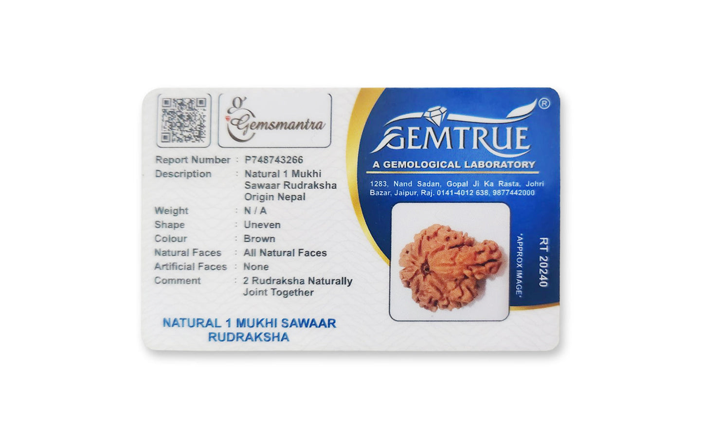1 Mukhi Savar Rudraksha – Original Nepali Bead